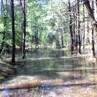 Перепис Полянский лес