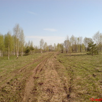 Выезд из леса на поле от д.Рыково в Савино