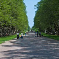 Главная аллея Павловского парка