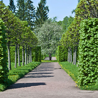 "Эрмитажная роща"