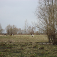 Коровы на лугах