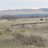 наша пичепанда