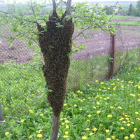 гуторовские пчелы