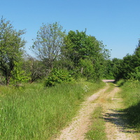 Дорога со стороны д. Богутичи (слева бывшая деревня)
