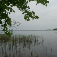 Лебеди на озере Нища