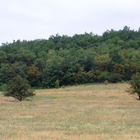 Лес у села Просяное.