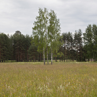 Три березки в Павловском парке