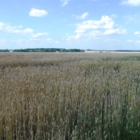 Пшеничное поле.