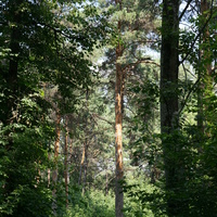 Усадебный парк Липгарта, сосновый бор