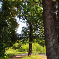 Дубовая роща в Щурово