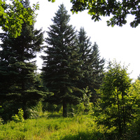 Ели в старом парке в Щурово