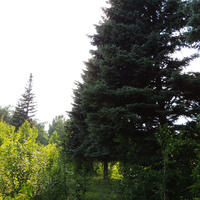 Ели на Дачной