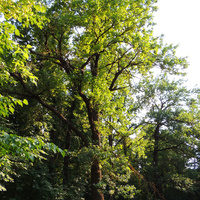 Щуровская дубовая роща