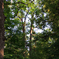 Дубовая роща