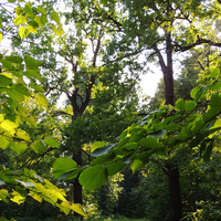 Заброшенный Щуровский парк
