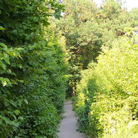 Аллея между Дачной улицей и дубовой рощей