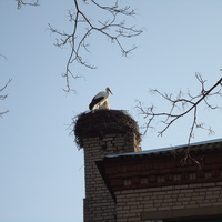 Аисты на крыше школы