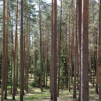 Рощинский лес