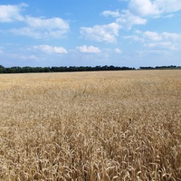 Пшеничное поле.
