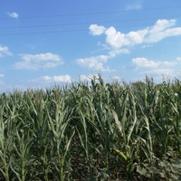 Кукурузное поле.