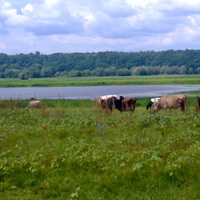Наднороговое возле озера Бовкун