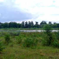 Озеро "Болото " со стороны леса