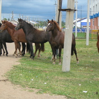 Лошади на улице