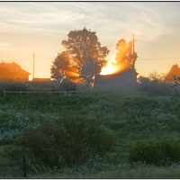 Тепло сквозь ветви
