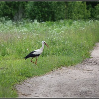 Приносящий потомков