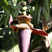 Al Maris, банановые плантации, цветок банана