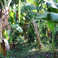 Al Maris, банановые плантации