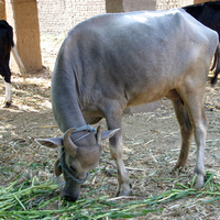 Al Maris, на банановой ферме, корова