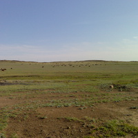 Табун лошадей села Саратовка.