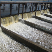 Тирлянский.Сливы.