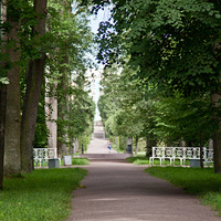 Аллея в Екатерининском парке