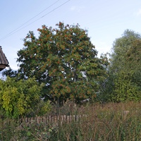 Старая рябина.