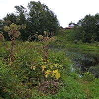 Осеннее разнотравье.