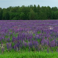 Нахомовское