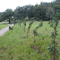 Дубовое. Дубовая аллея из 18 деревьев, высаженная в июле 2013 г.