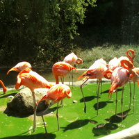 фламинго.зоопарк шёнбрунне вена