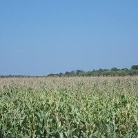 Кукурузное поле.