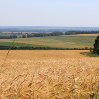 Алтаево. Пшеничное поле.