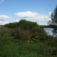 Заросли на берегу Оки