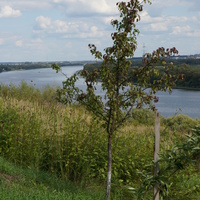 Дерево на берегу Оки