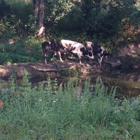 Васькинские коровы на Люторке