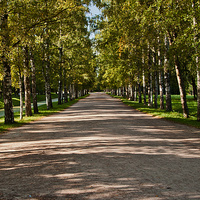 Аллея в Александровском парке