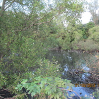 Елизаветинский пруд вид  с плотины