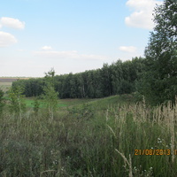 Лес Хлебальня.вид со стороны дороги