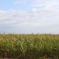 Севрюково. Кукурузное поле по левую сторону от села.