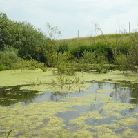 Бобровая запруда на Школьной горе
